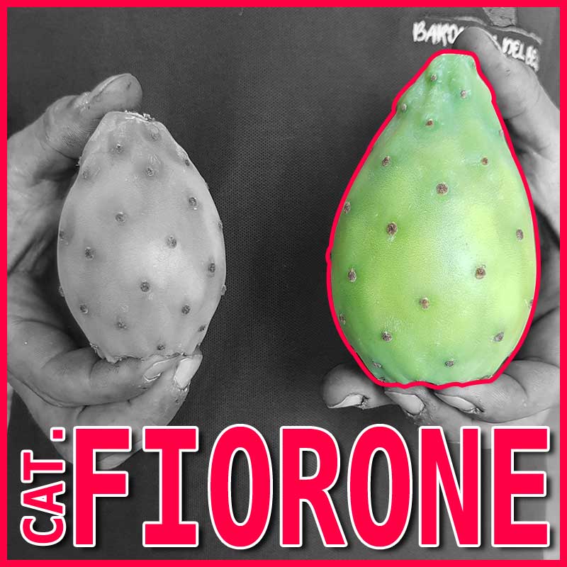 fiorone-1